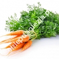 Marchewki