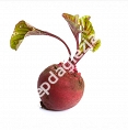 Buraki