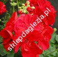 Pelargonie