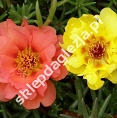 Portulaki