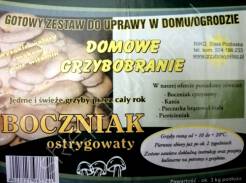 Grzybnia - Boczniak ostrygowaty karton