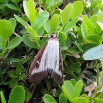 Sprawdzone środki na ćmę bukszpanową