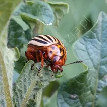 Stonka ziemniaczana