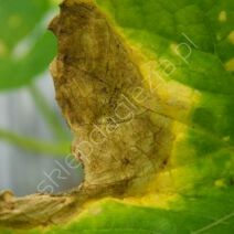 Antraknoza