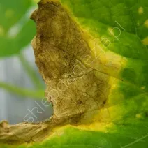 Antraknoza