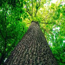 Choroby drzew i krzewów liściastych