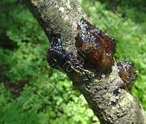 Leukostomoza drzew pestkowych
