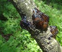 Leukostomoza drzew pestkowych