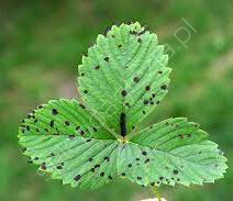Antraknoza