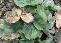 Werticilioza truskawki