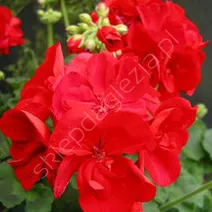 Pelargonie