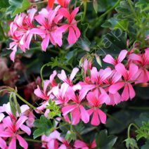 Nawozy do pelargonii