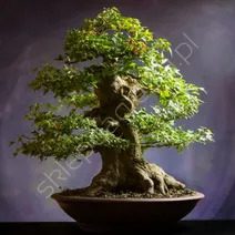 Nawozy do bonsai