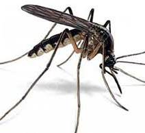 Środki na komary
