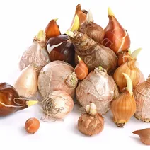 Cebulki kwiatowe