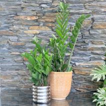 Doniczki do Zamioculcas