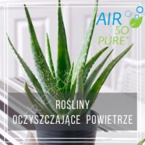 Rośliny oczyszczające powietrze