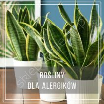 Rośliny dla alergików