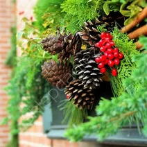 Cyprysy domowe i dekoracje z jemioły