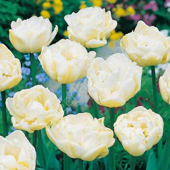 Tulipan Casablanca 12-14 5szt DCO