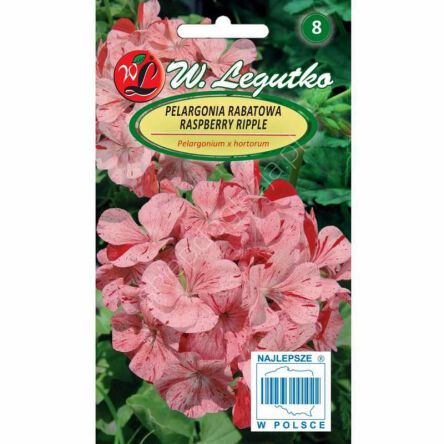 Pelargonia rabatowa Divas F1 Raspberry 0,04g  L, nasiona pelargonii, nasiona pelargonii sklep, pelargonia nasiona