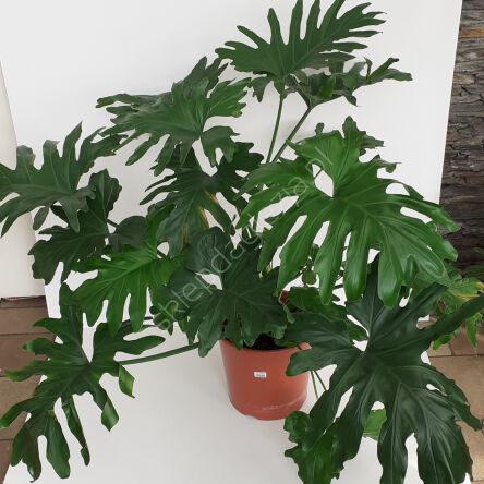 Filodendron 30/100 