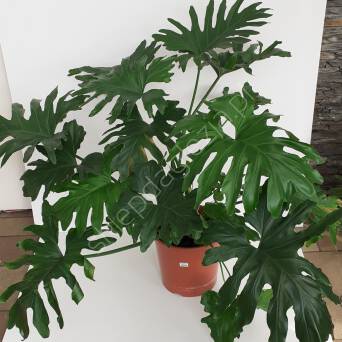Filodendron 30/100 