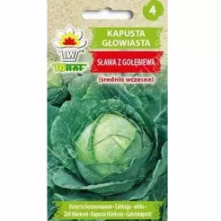 Kapusta biała Sława z Gołębiewa  2g T
