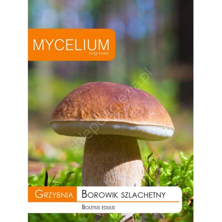 Grzybnia - Borowik szlachetny 