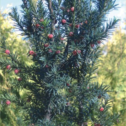 Cis pośredni 'Hicksii' Pie