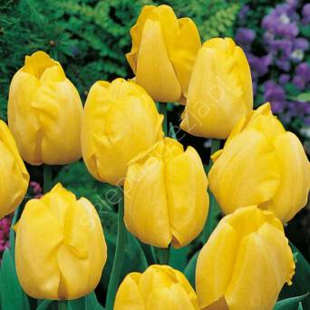 Tulipan Kikomachi 12-14 7szt DCO