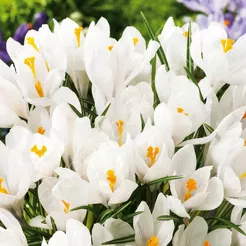 Krokus Jenne D Arc 8-9 10szt DCO