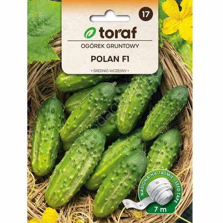 Ogórek Polan F1 taśma 7m T