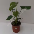 Monstera 17/70 