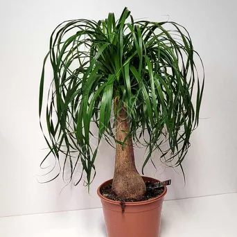 Beukarnea wygięta 21/60