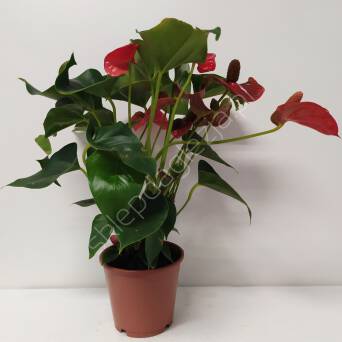 Anthurium Nevada Red 12/35