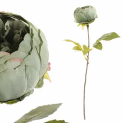 Piwonia pojedyńcza gałązka zielona 41cm