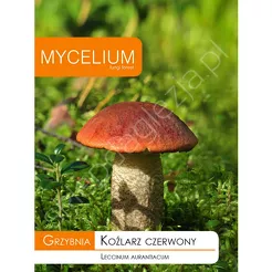 Grzybnia - Koźlarz czerwony 10g