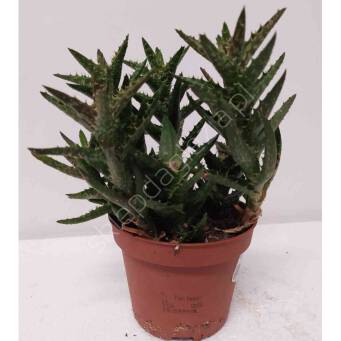 Aloes  8,5/12