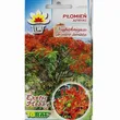Płomień Afryki  5 szt Toraf 