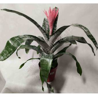 Aechmea 15/70 