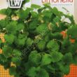 Melisa cytrynowa Limonella 0,5g Toraf 