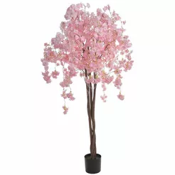 Kwitnąca wiśnia w doniczce 180cm