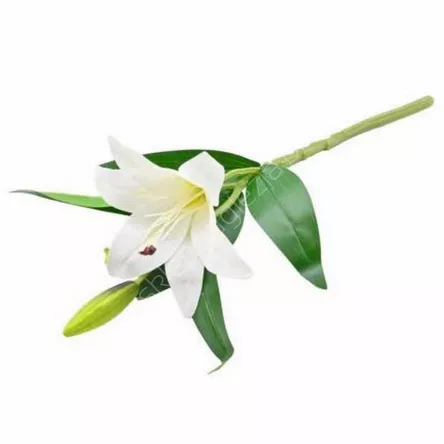 Lilia pojedyńcza biała