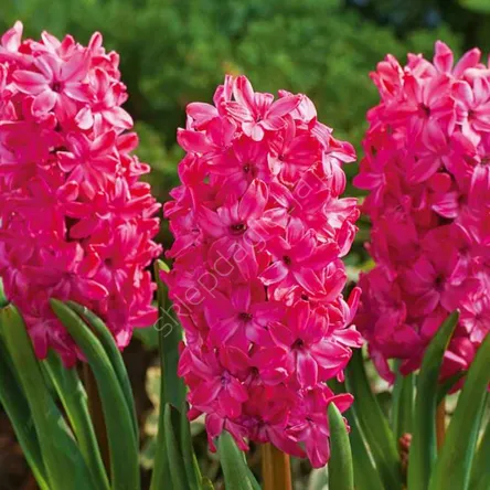 Hiacynt Jan Bos 16-17 3szt DCO