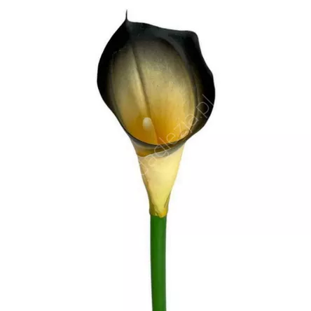 Calla pojedyńcza