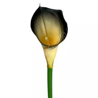 Calla pojedyńcza