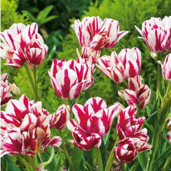 Tulipan Flaming Club 11-12 5szt DCO