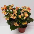 Begonia kwitnąca 13/30 