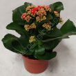 Kalanchoe  8/15 